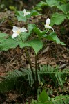 Western Trilliums