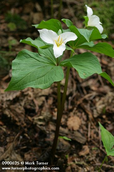 Trillium ovatum