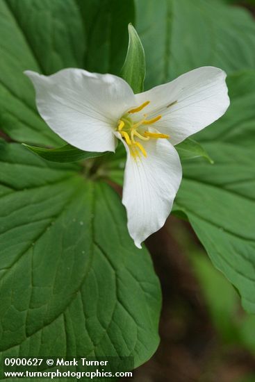 Trillium ovatum