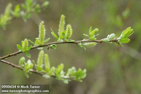 Salix sitchensis