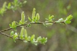 Sitka Willow female catkins & emerging foliage