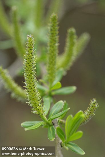 Salix sitchensis