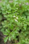 Little Western Bittercress