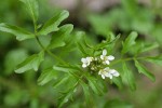 Little Western Bittercress