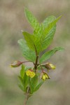 Black Twinberry blossoms & foliage