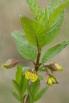 Black Twinberry blossoms & foliage