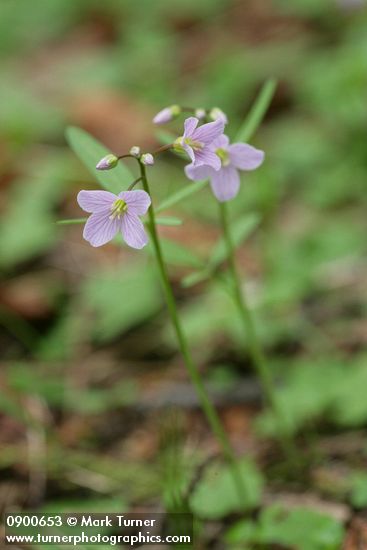 Cardamine nuttallii
