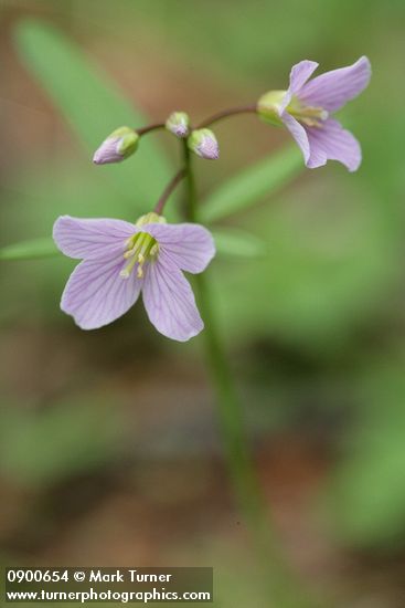 Cardamine nuttallii