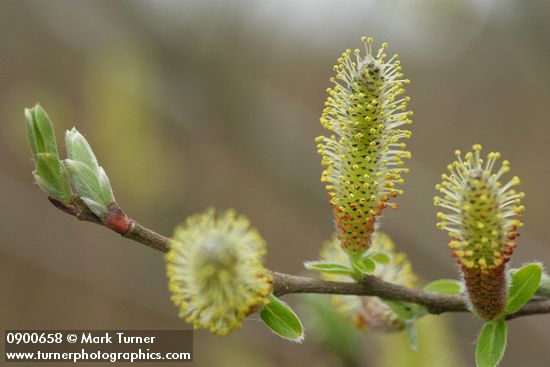 Salix sitchensis