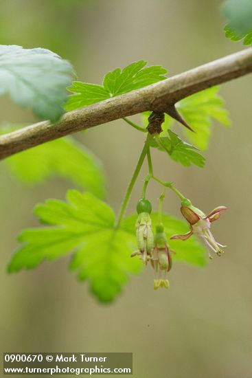 Ribes divaricatum