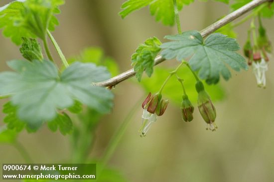 Ribes divaricatum