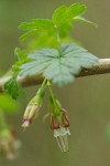 Coast Black Gooseberry blossoms & foliage