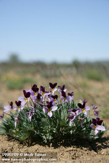 Viola trinervata