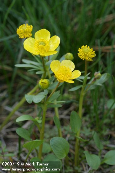 Ranunculus glaberrimus