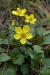 Sagebrush Buttercups