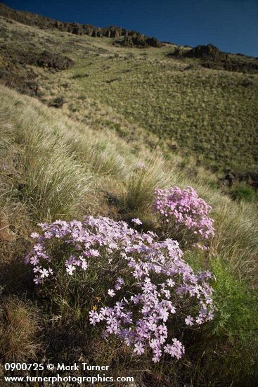 Phlox speciosa; Pseudoroegneria spicata