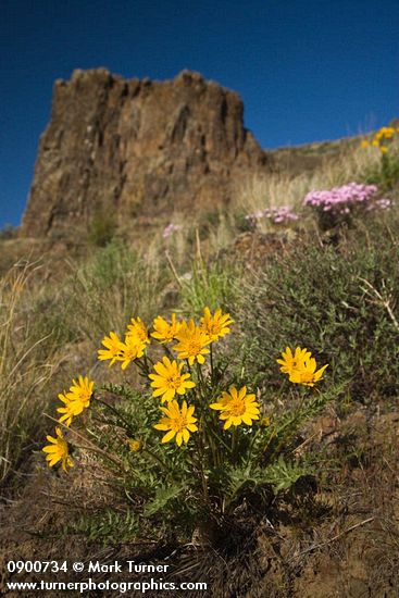 Balsamorhiza hookeri; Phlox speciosa; Pseudoroegneria spicata