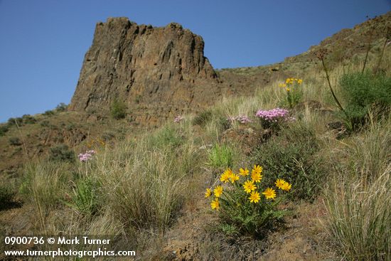 Balsamorhiza hookeri; Phlox speciosa; Pseudoroegneria spicata