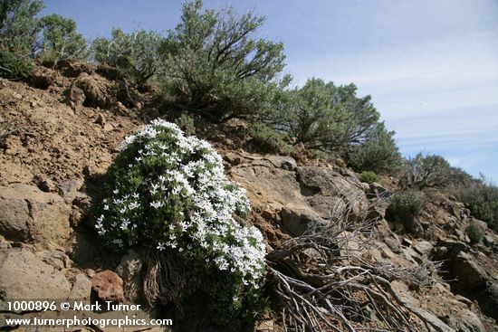 Phlox hoodii; Artemisia tridentata