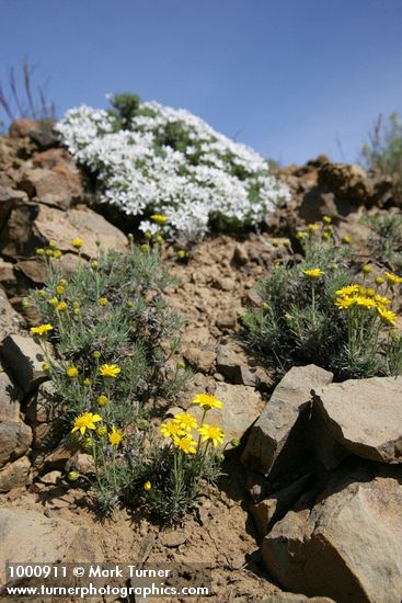 Erigeron linearis; Phlox hoodii