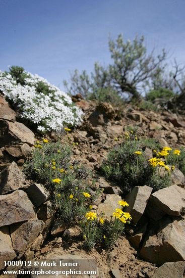 Erigeron linearis; Phlox hoodii