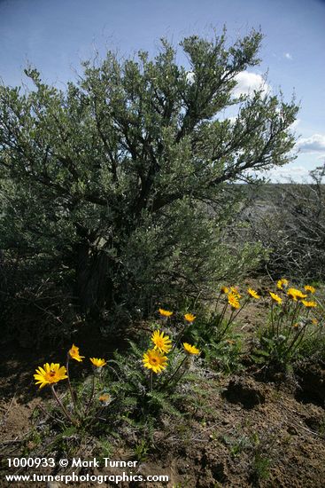 Balsamorhiza hookeri; Artemisia tridentata