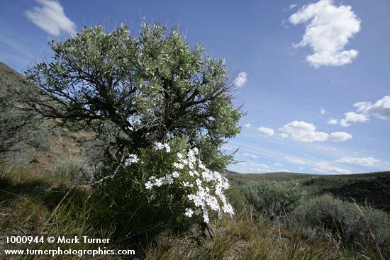 Phlox speciosa; Artemisia tridentata