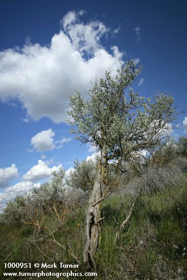 Artemisia tridentata