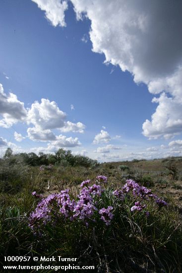 Phoenicaulis cheiranthoides