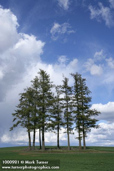 Pseudotsuga menziesii