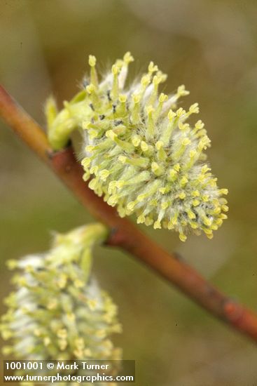 Salix scouleriana