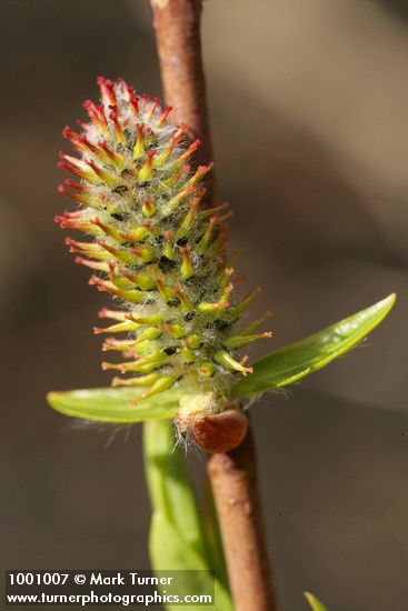 Salix amygdaloides