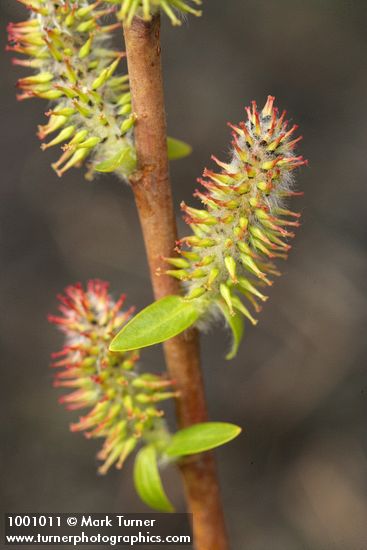 Salix amygdaloides