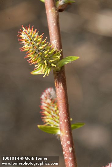 Salix amygdaloides