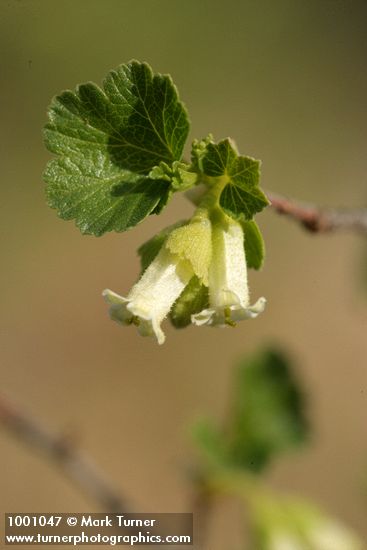 Ribes cereum