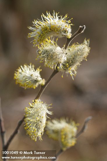 Salix scouleriana