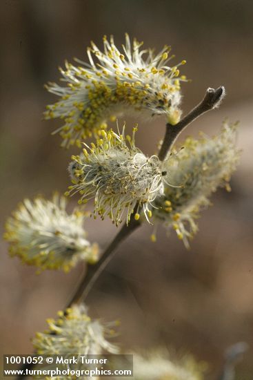 Salix scouleriana