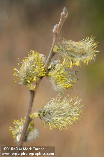 Salix scouleriana