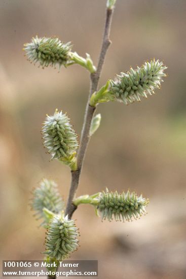 Salix scouleriana