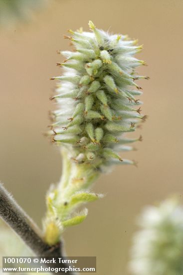 Salix scouleriana
