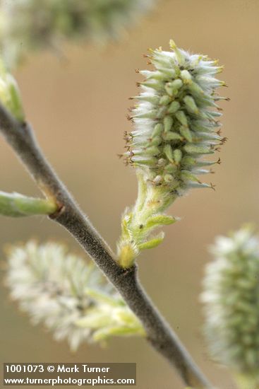 Salix scouleriana