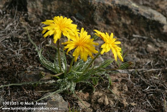 Nothocalais troximoides (Microseris troximoides)