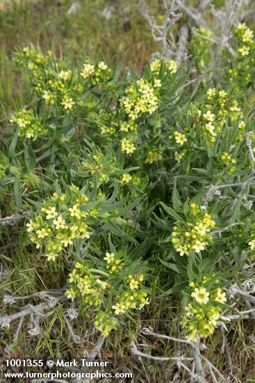 Lithospermum ruderale