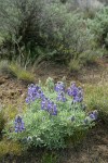 Prairie Lupine w/ Sagebrush soft bkgnd