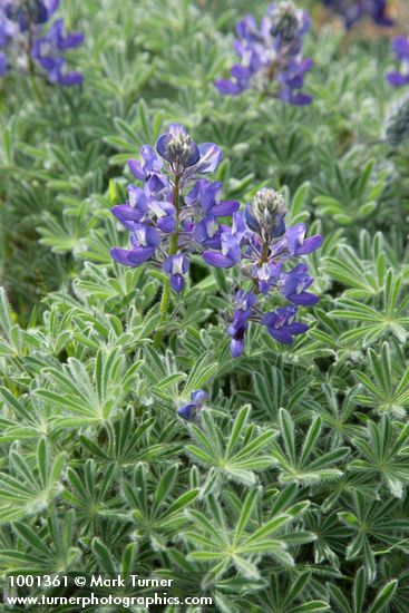 Lupinus lepidus