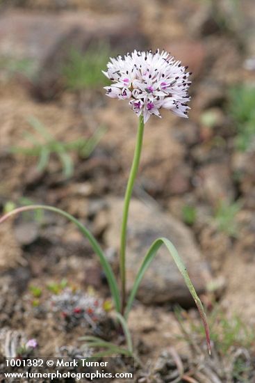 Allium macrum