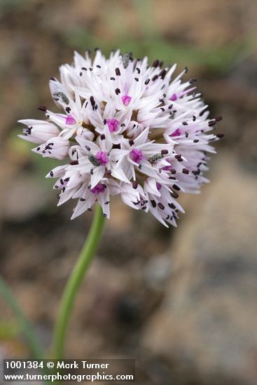 Allium macrum