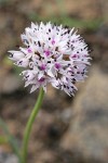 Rock Onion blossoms detail