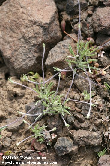 Antennaria flagellaris