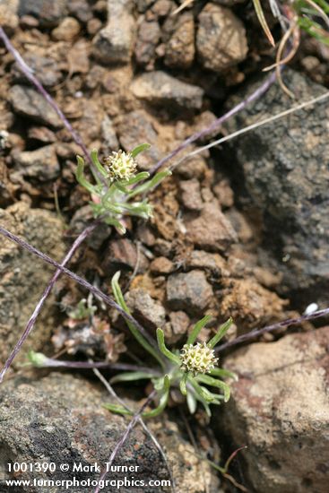 Antennaria flagellaris